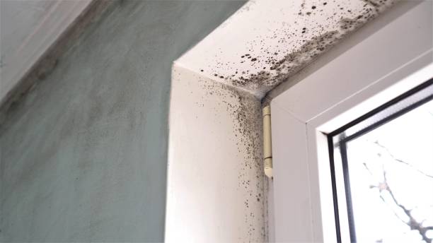 Best Crawl Space Mold Removal  in Ferndale, PA