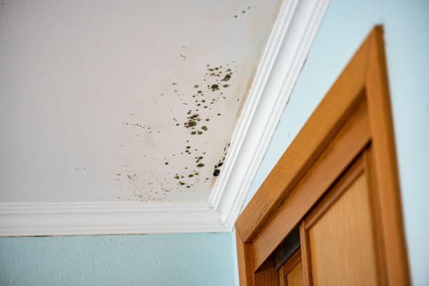 Best Mold Inspection  in Ferndale, PA