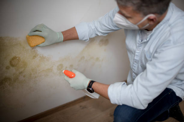 Best Best Mold Removal Companies  in Ferndale, PA