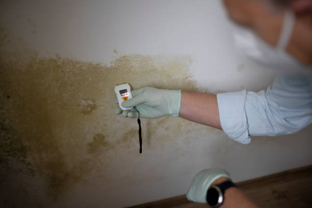 Best Mold Cleaning Services  in Ferndale, PA