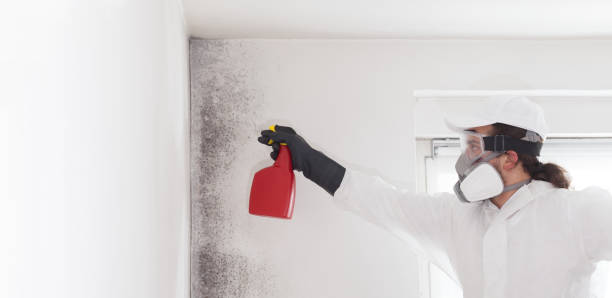 Best Mold Removal Company Near Me  in Ferndale, PA