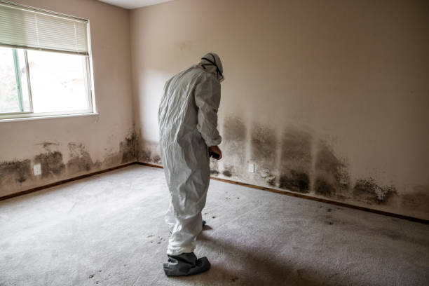 Office Mold Removal Services in Ferndale, PA