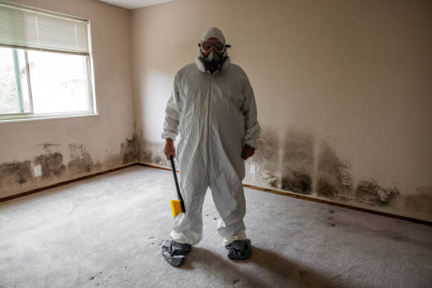 Best Professional Mold Removal  in Ferndale, PA