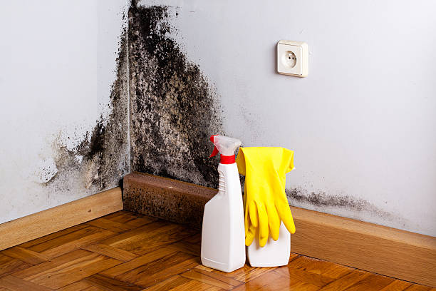 Best Home Mold Removal  in Ferndale, PA