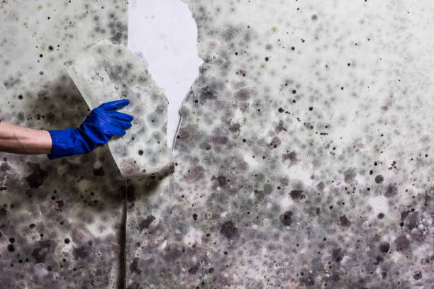 Best Professional Mold Removal  in Ferndale, PA