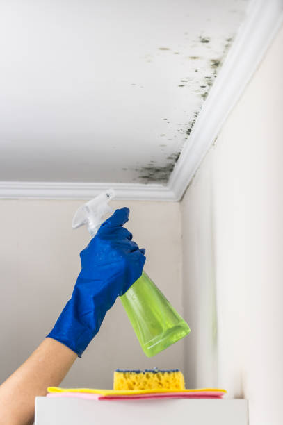 Best Commercial Mold Removal  in Ferndale, PA